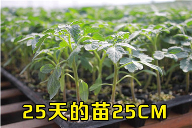 番茄苗