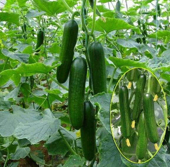 小黄瓜