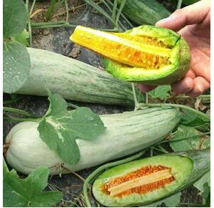 羊角蜜种苗