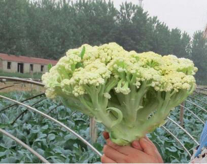 菜花