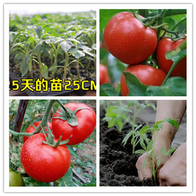西红柿苗