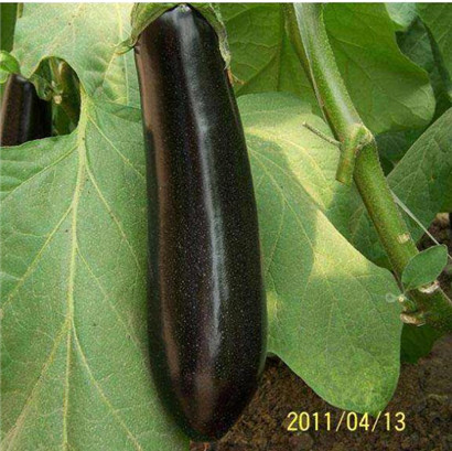 绿把茄子苗