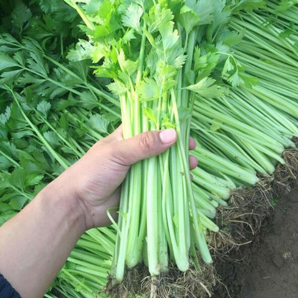 芹菜苗批发