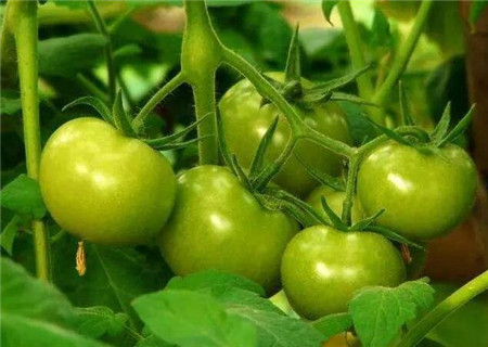 西红柿种植品种
