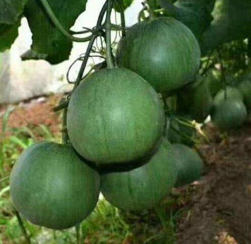 绿宝甜瓜苗