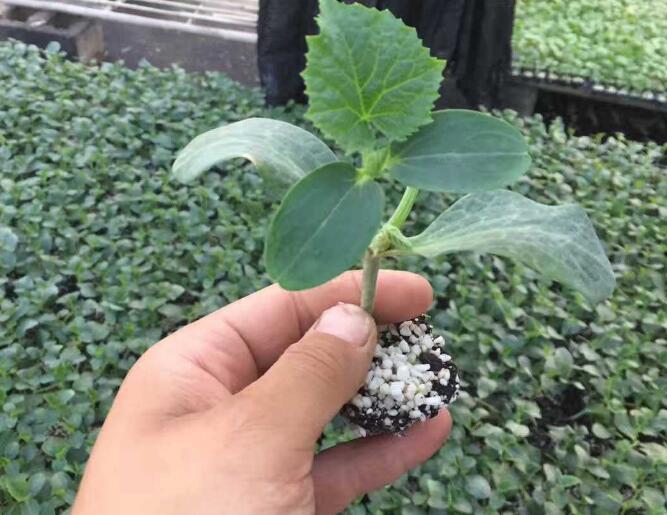 旱黄瓜苗