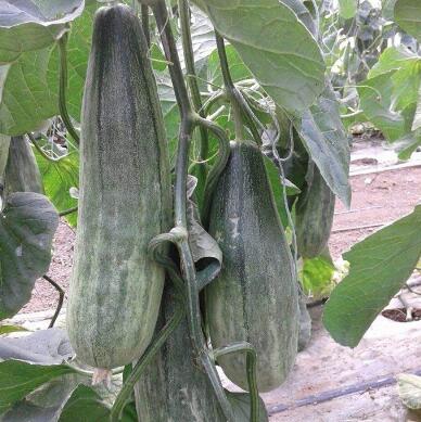 羊角蜜苗子