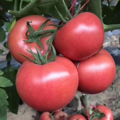 西红柿苗大粉果