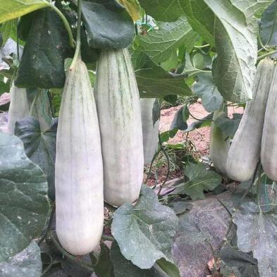 博洋61甜瓜苗