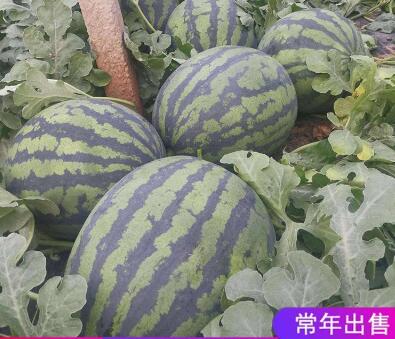 甜王嫁接苗
