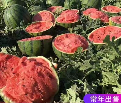 甜王西瓜大红瓤