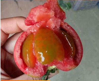 口感西红柿苗品种