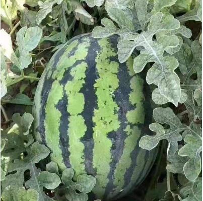 甜王西瓜苗代育