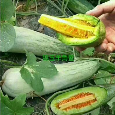 锦玉羊角蜜甜瓜苗
