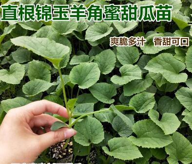 锦玉羊角蜜