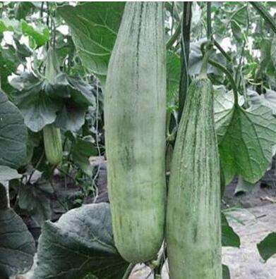 羊角蜜甜瓜
