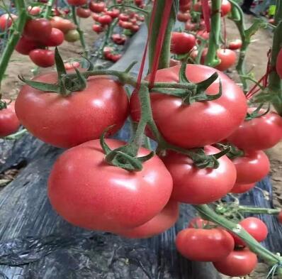 蔬菜苗批发代育