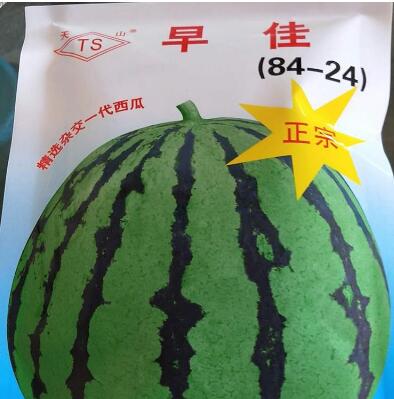 西瓜苗8424