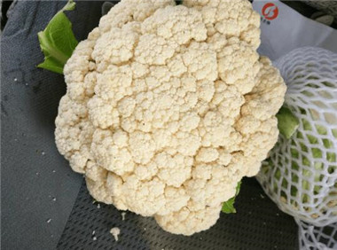 菜花苗批发