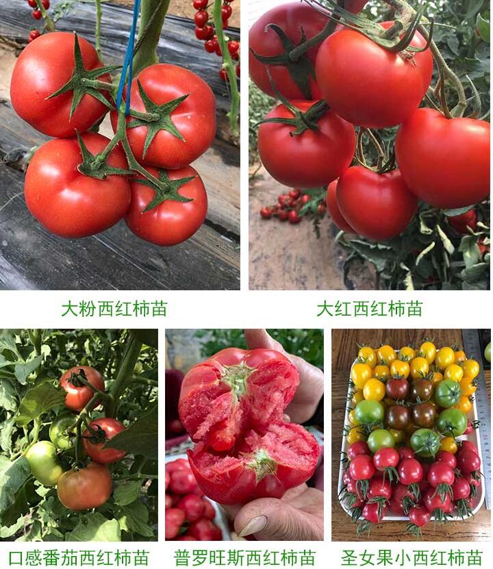 西红柿苗