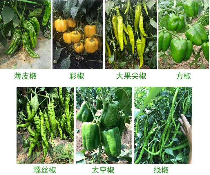 辣椒苗