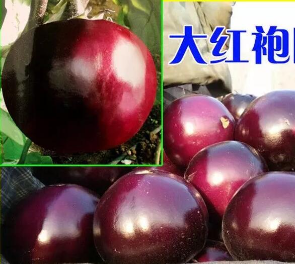 大红袍茄子苗