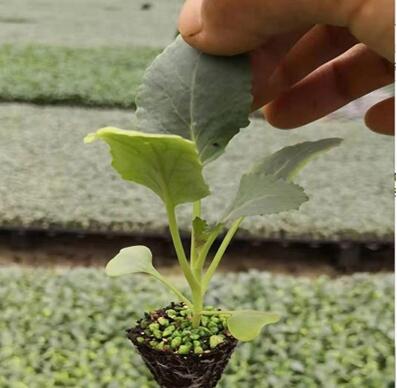有机菜花苗