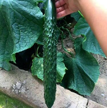 德瑞特黄瓜苗