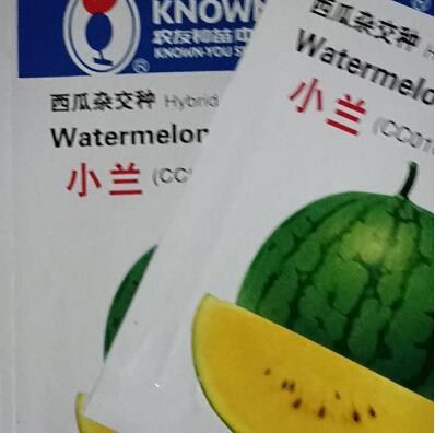 小兰西瓜苗
