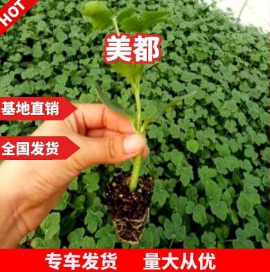 嫁接西瓜苗