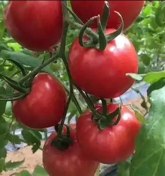 西红柿苗