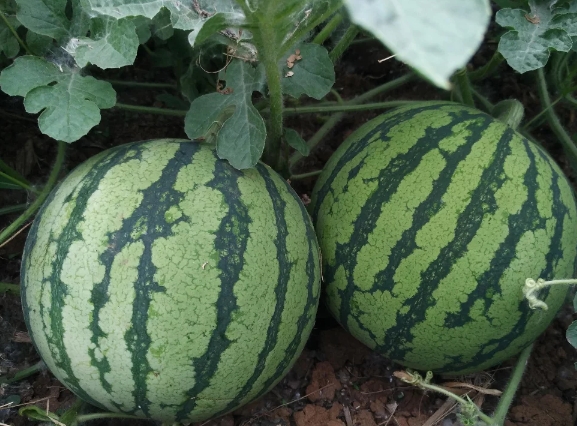 早春8424西瓜苗品种价格