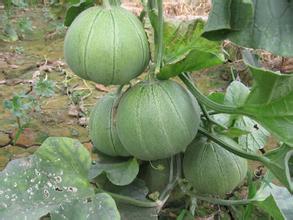 绿甜瓜苗代育价格，批发嫁接甜瓜苗